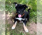 Puppy Gabrielle Gerberian Shepsky