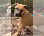 Small #9 Boxer Mix
