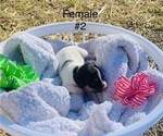 Small Photo #3 Jack Russell Terrier Puppy For Sale in KINGSVILLE, MO, USA