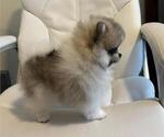 Puppy Milo Pomeranian
