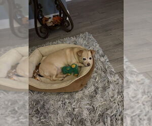 Mutt Dogs for adoption in Cliffwood, NJ, USA