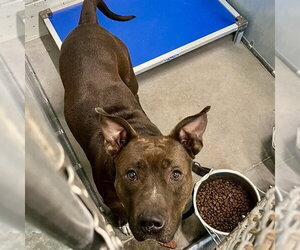 American Pit Bull Terrier Dogs for adoption in Tavares, FL, USA