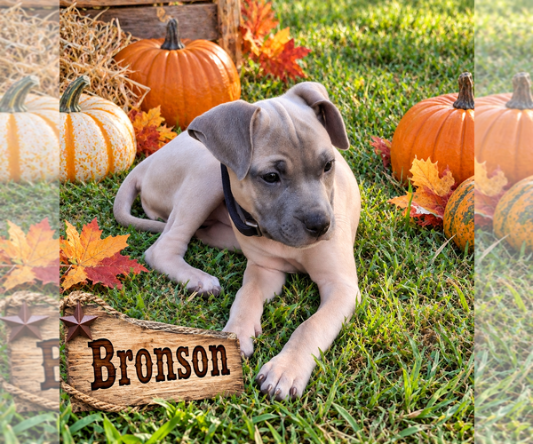 Medium Photo #4 Boxer-Unknown Mix Puppy For Sale in Euless, TX, USA