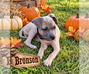 Bronson - Male Boxer-Unknown Mix Dog for Adoption - Photo #4