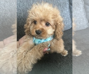 Cavapoo Puppy for sale in HUMBLE, TX, USA