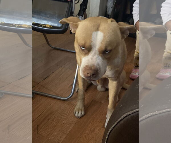 Medium Photo #1 American Pit Bull Terrier Puppy For Sale in Woodland, CA, USA