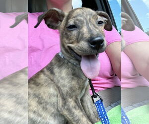 Labrador Retriever-Unknown Mix Dogs for adoption in Kannapolis, NC, USA