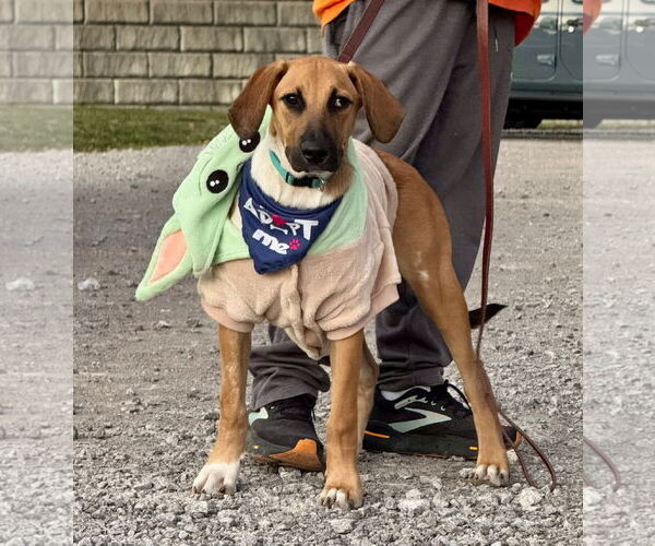 Medium Photo #1 Great Dane-Unknown Mix Puppy For Sale in Germantown, OH, USA