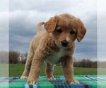 Small Photo #3 Labradoodle Puppy For Sale in GREENCASTLE, PA, USA