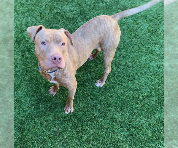 Medium Photo #2 American Pit Bull Terrier-Unknown Mix Puppy For Sale in Moreno Valley, CA, USA