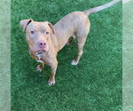 Small #1 American Pit Bull Terrier Mix