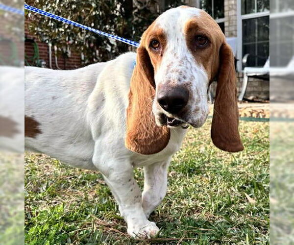 Medium Photo #7 Basset Hound Puppy For Sale in Deepwater, NJ, USA