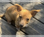 Small #5 Chihuahua Mix