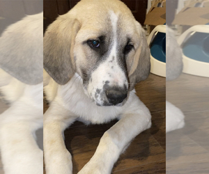 Great Pyrenees Puppy for sale in BLANCO, TX, USA