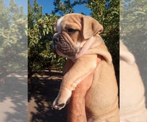 American Bully Puppy for sale in DOS PALOS, CA, USA