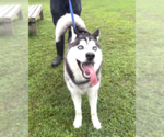 Small Siberian Husky