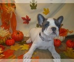 Small Photo #2 French Bulldog Puppy For Sale in PAWTUCKET, RI, USA