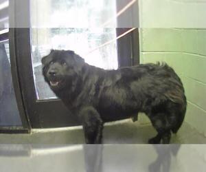 Chow Chow-Labrador Retriever Mix Dogs for adoption in Tulsa, OK, USA