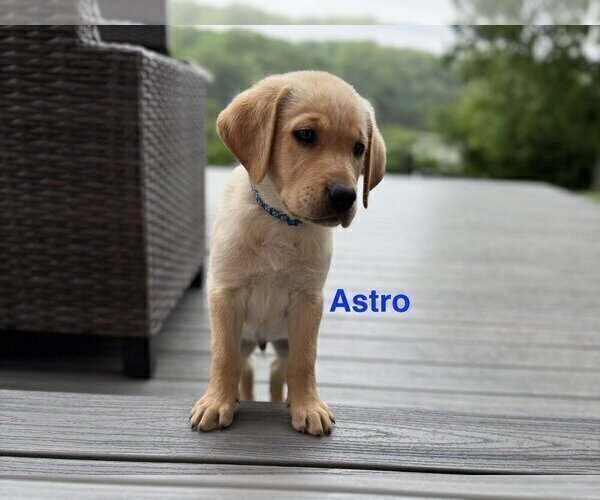 Medium Photo #2 Labrador Retriever Puppy For Sale in EAGAN, MN, USA