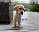 Small #1 Labrador Retriever