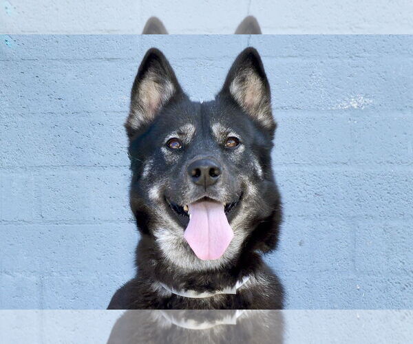 Medium Photo #1 Siberian Husky Puppy For Sale in Pasadena, CA, USA