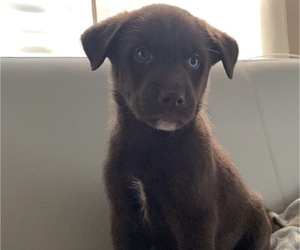Labrador Retriever-Siberian Husky Mix Puppy for sale in THOMASVILLE, NC, USA