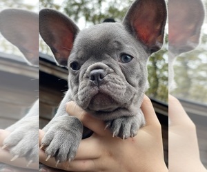 French Bulldog Puppy for sale in ARLINGTON, TN, USA