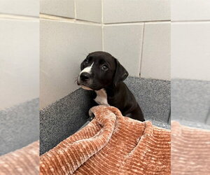 Labrador Retriever-Unknown Mix Dogs for adoption in Waterford, VA, USA