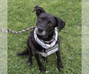 Karley - Female Labrador Retriever-Unknown Mix Dog for Adoption - Photo #20