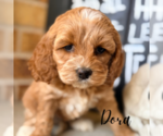 Small #4 Cavapoo