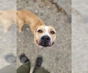 American Staffordshire Terrier-Unknown Mix Dogs for adoption in Akron, OH, USA