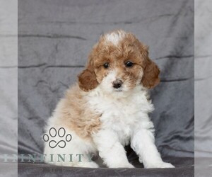 Poodle (Miniature) Puppy for sale in HONEY BROOK, PA, USA