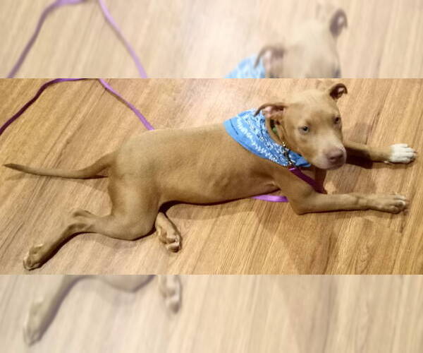 Medium Photo #2 Mutt Puppy For Sale in Frankston, TX, USA