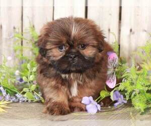 Shih Tzu Puppy for sale in MOUNT VERNON, OH, USA