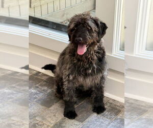 Labradoodle Dogs for adoption in Alexander, AR, USA