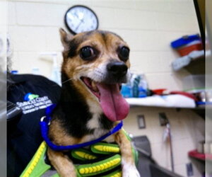 Chihuahua-Unknown Mix Dogs for adoption in Sanford, FL, USA