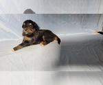 Small Photo #23 Golden Mountain Dog Puppy For Sale in BLACK FOREST, CO, USA