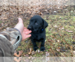 Small Photo #3 Labrador Retriever Puppy For Sale in NORTON SHORES, MI, USA