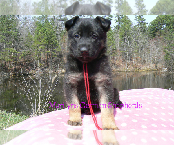 Medium Photo #2 German Shepherd Dog Puppy For Sale in PIEDMONT, MO, USA