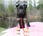 Small #1 German Shepherd Dog