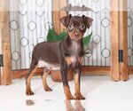 Small Photo #3 Miniature Pinscher Puppy For Sale in NAPLES, FL, USA