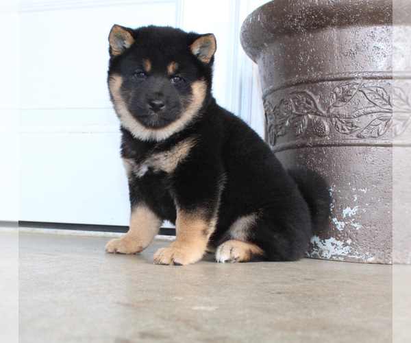 Medium Photo #4 Shiba Inu Puppy For Sale in CANTON, SD, USA