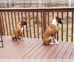 Small Photo #12 Boxer Puppy For Sale in DERBY, CT, USA