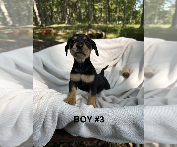 Medium Photo #1 Doxie-Pin Puppy For Sale in NEW FLORENCE, MO, USA