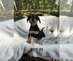 Small Doxie-Pin