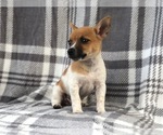 Small Photo #7 Jack Russell Terrier Puppy For Sale in LAKELAND, FL, USA
