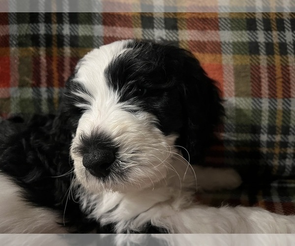 Medium Photo #3 Bernedoodle Puppy For Sale in DAYTON, NV, USA