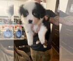 Small Photo #2 Australian Shepherd Puppy For Sale in LEXINGTON, GA, USA
