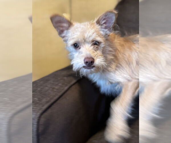 Medium Photo #3 Chiranian Puppy For Sale in Pacolet, SC, USA