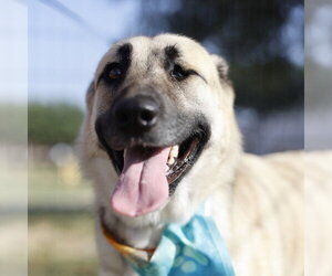 German Shepherd Dog-Unknown Mix Dogs for adoption in San Antonio, TX, USA